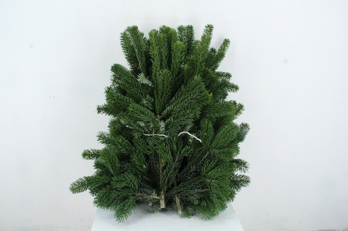 <h4>NORDMANN SELECT 60CM PER STEM</h4>