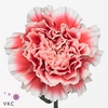 Dianthus St Hugo