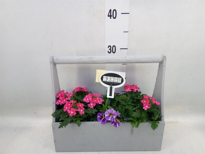 <h4>Arr. Perkplanten L%</h4>