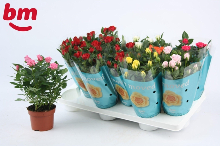 <h4>Rosa Beau Monde Gemengd Met 50% Roo</h4>