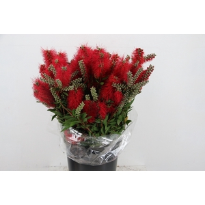 CALLISTEMON 300GR