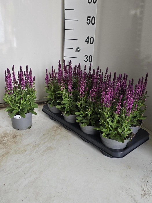 <h4>SALVIA NE SE DP ROSE</h4>