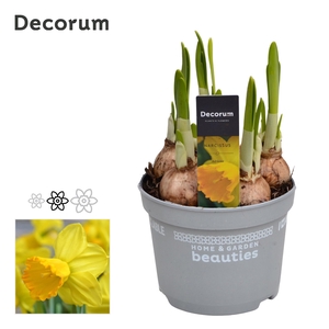 NARC C ADRIA GEERTRU