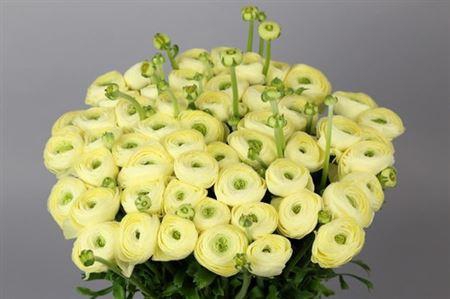 <h4>RANUNCULUS CLOONEY COMEDIA</h4>