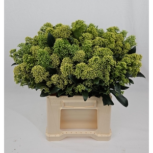 SKIM J FRANK WHIT BS