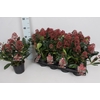 Skimmia jap. 'Rubella' 4/6 bloem