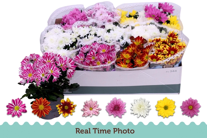 <h4>CHRYS GEM 6 KL</h4>