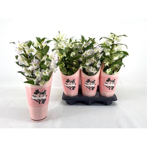 DENDROBIUM APOLLON 3 TAK