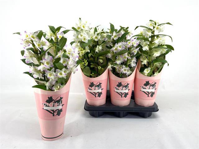 <h4>DENDROBIUM APOLLON 3 TAK</h4>