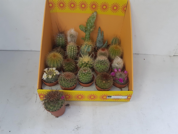 <h4>CACTUS GEM 18 SRT</h4>