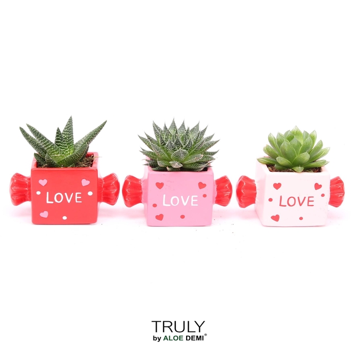 <h4>TRULY Haworthia Gasteria, Candy</h4>