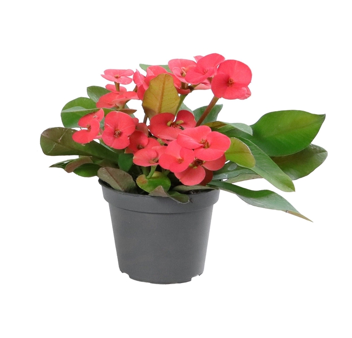 <h4>EUPHORBIA MILII EOS</h4>