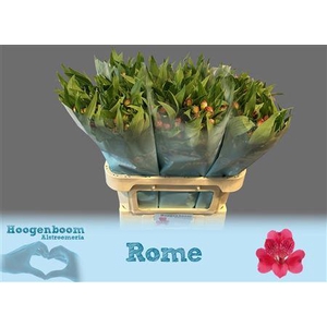 Alstr Rome 70gr
