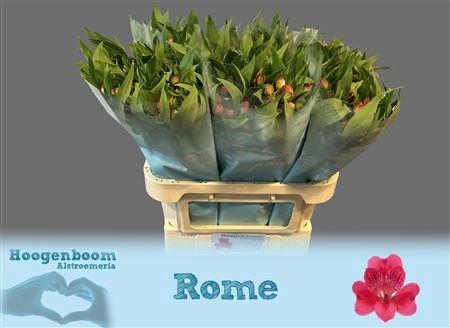<h4>Alstr Rome 70gr</h4>