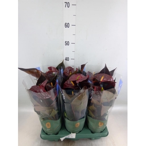 Anthurium andr. 'Essencia'