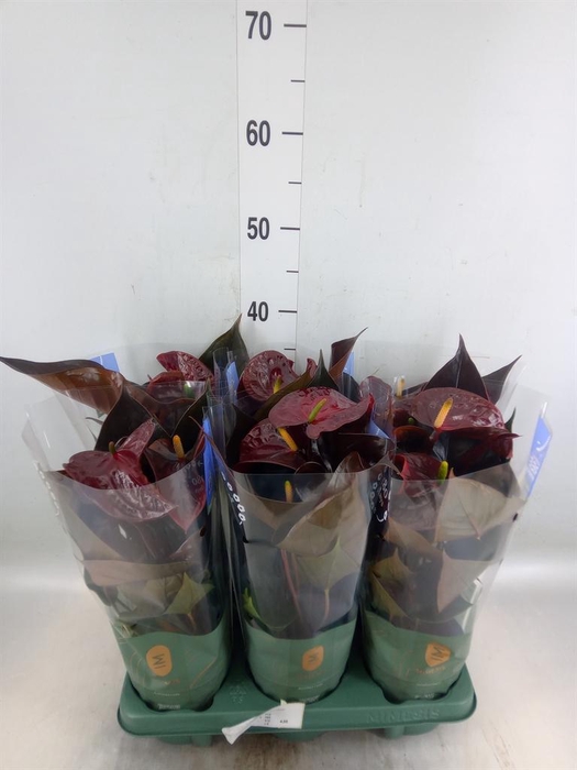 <h4>Anthurium andr. 'Essencia'</h4>