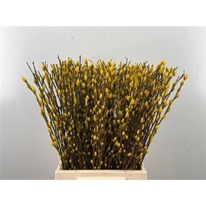 Salix Wilgenkatjes Yellow 50cm P Stem