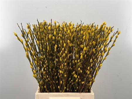<h4>Salix Wilgenkatjes Yellow 50cm P Stem</h4>