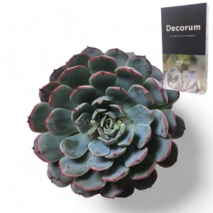Echeveria Minima Ssp. Cutflower