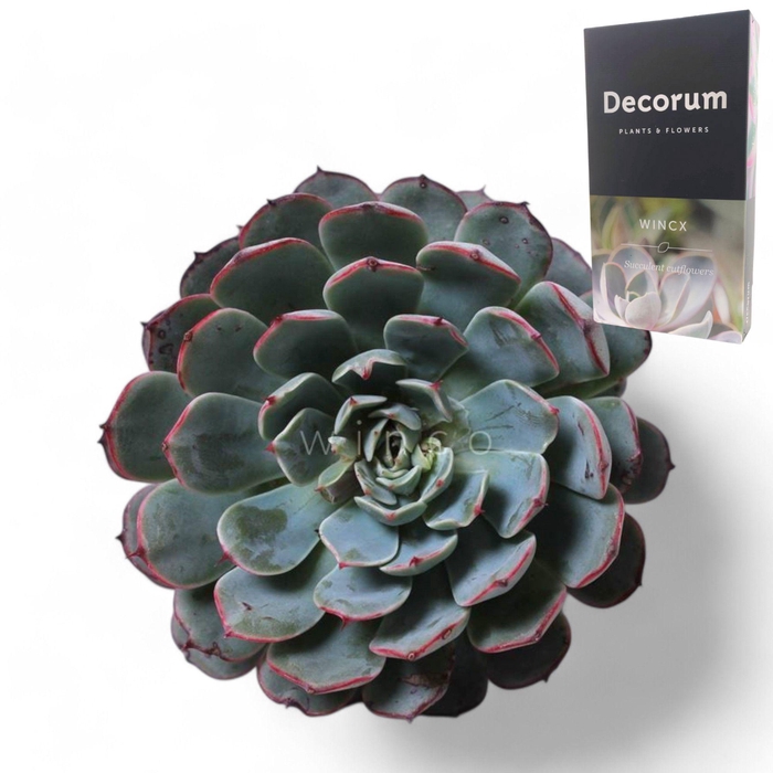 <h4>Echeveria Sitifukumiama Cutflower</h4>
