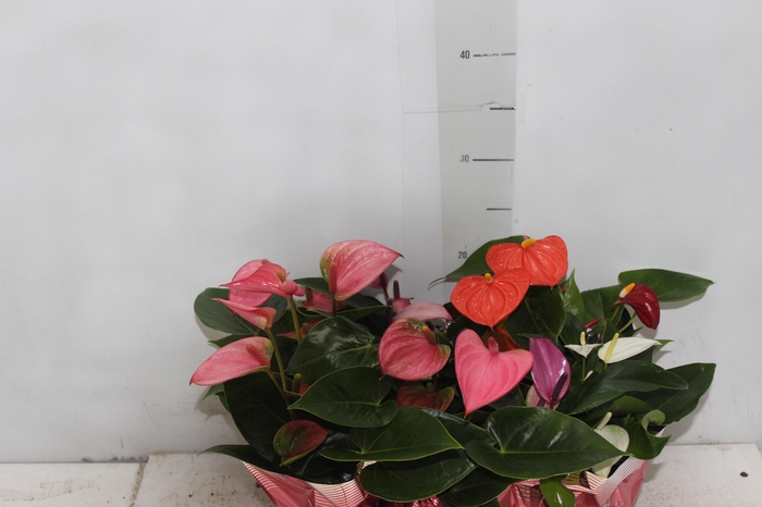 <h4>ANTHURIUM VARIADO P06</h4>
