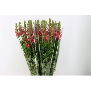 Antir Overig Hot Pink