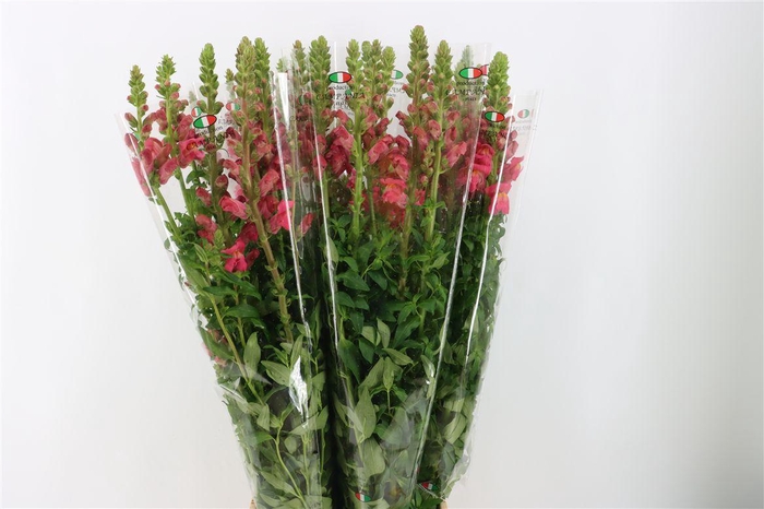 <h4>Antir Overig Hot Pink</h4>