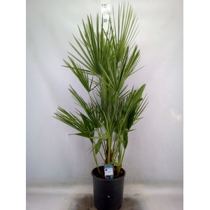 Chamaerops humilis