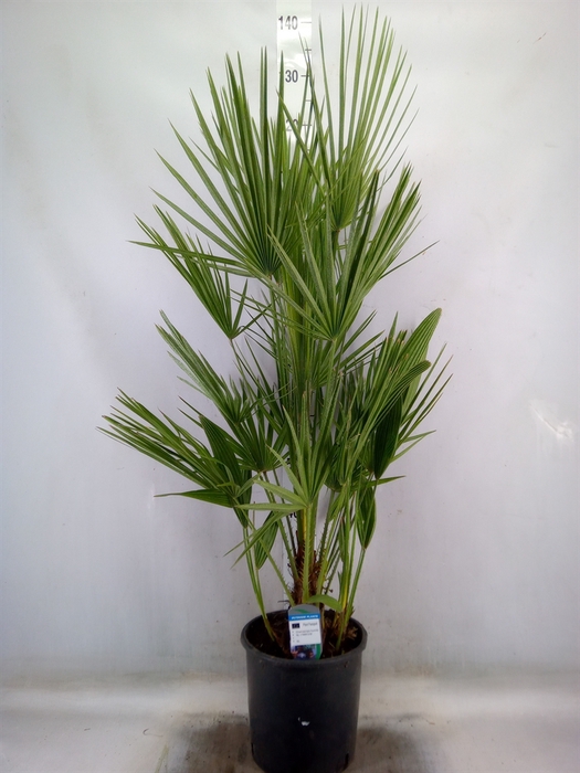 <h4>Chamaerops humilis</h4>