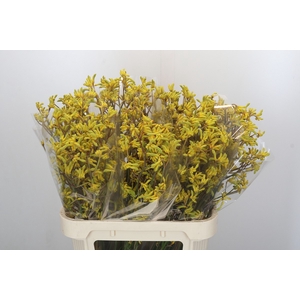 Anigozanthos Bush Down