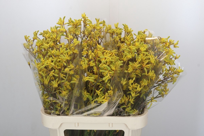 Anigozanthos Bush Down
