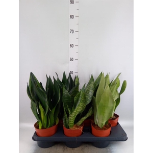 Sansevieria trifa. 'Black Gold'