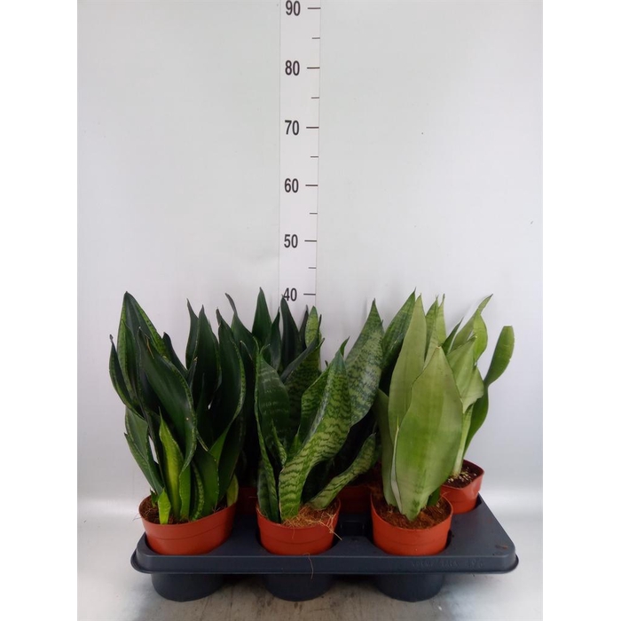 <h4>Sansevieria trifa. 'Black Gold'</h4>