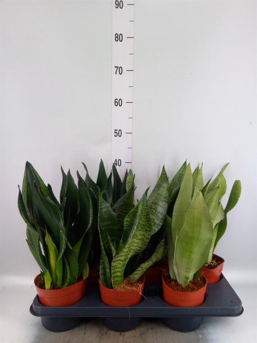 Sansevieria trifa. 'Black Gold'