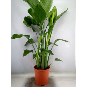 Strelitzia nicolai