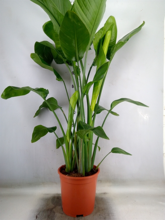 <h4>Strelitzia nicolai</h4>