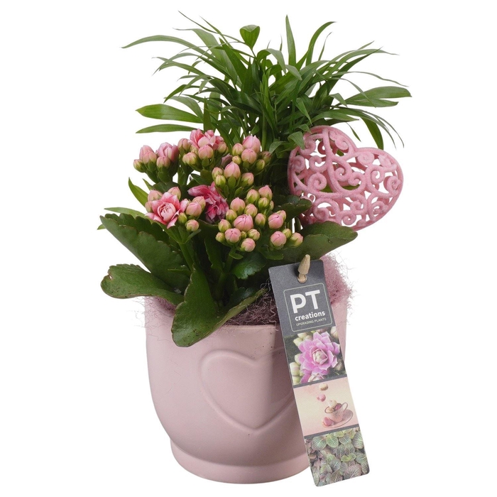 <h4>Arr.    Planten  L%</h4>