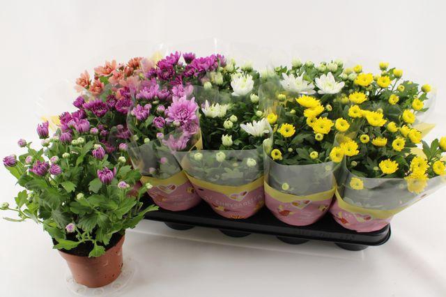 <h4>CHRYS GEVULDBL GEM</h4>