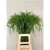 Panicum Fountain