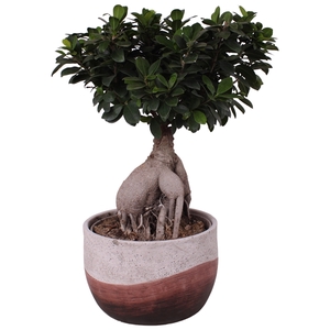 Ficus m. Ginseng Ball Shape Ø24cm in Ø26cm Ceramic NT466