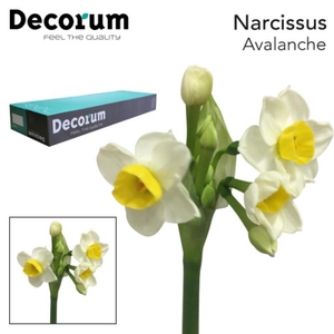 Narcissus Avalanche Big Box 180