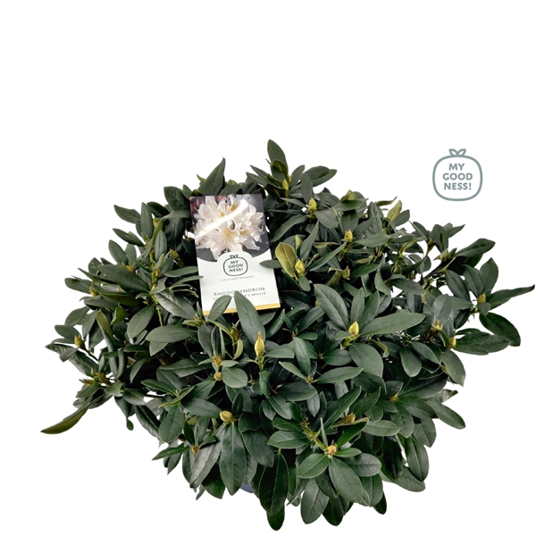 <h4>Rhododendron 70-80 /15 liter 'Cunningham's White'</h4>