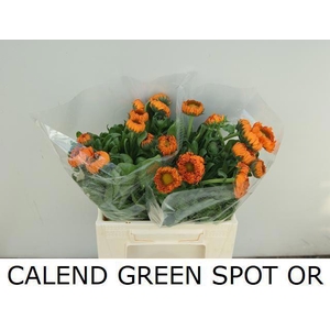 CALENDULA GREEN SPOT ORANGE