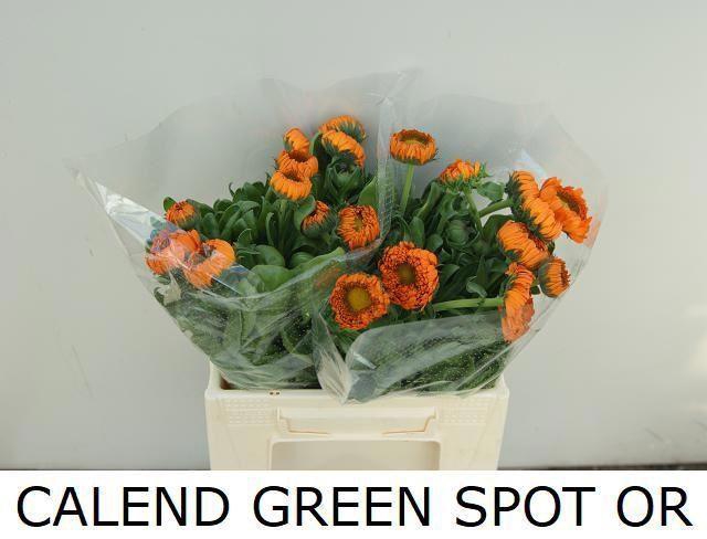 <h4>CALENDULA GREEN SPOT ORANGE</h4>