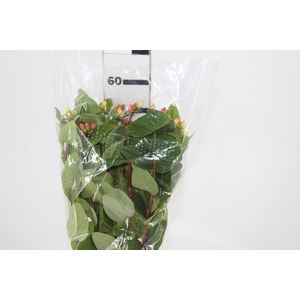HYPERICUM VARIADO 070 CM