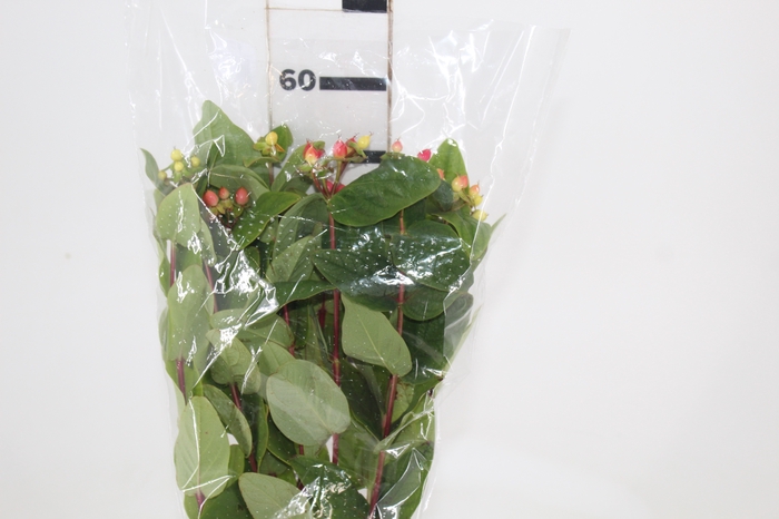 <h4>HYPERICUM VARIADO 070 CM</h4>