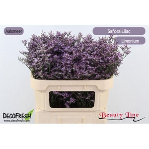 Lim Safora Lilac