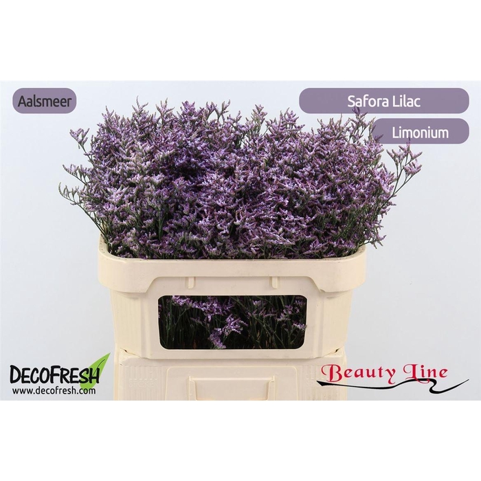 <h4>Lim Safora Lilac</h4>