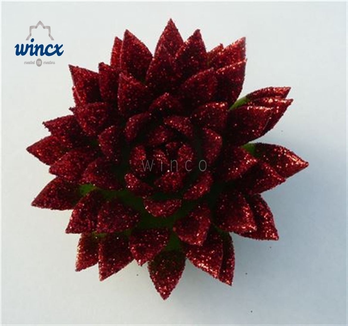 <h4>Echeveria Ov</h4>
