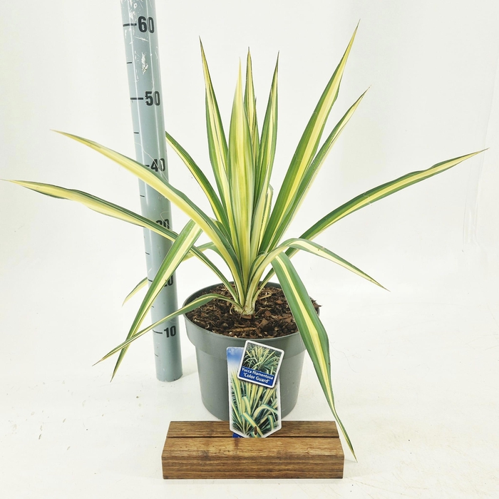 <h4>Yucca filamentosa 'Color Guard'</h4>